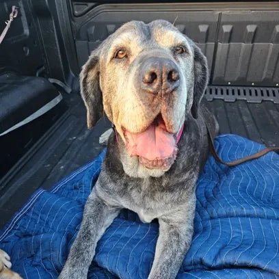 Ned's large grey hound sitting on a blanket in the back of a truck